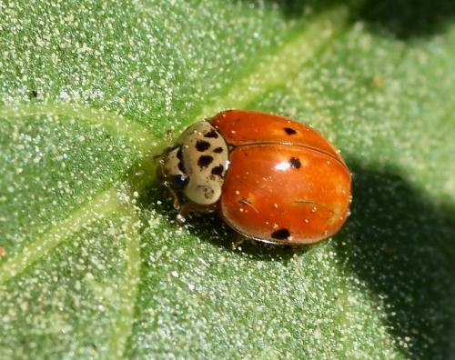 Réf. 226 316 : Adalia decempunctata